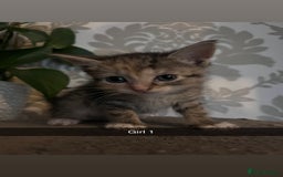 Mixed Breed cats for sale: 2 girls one boy  - Image 3