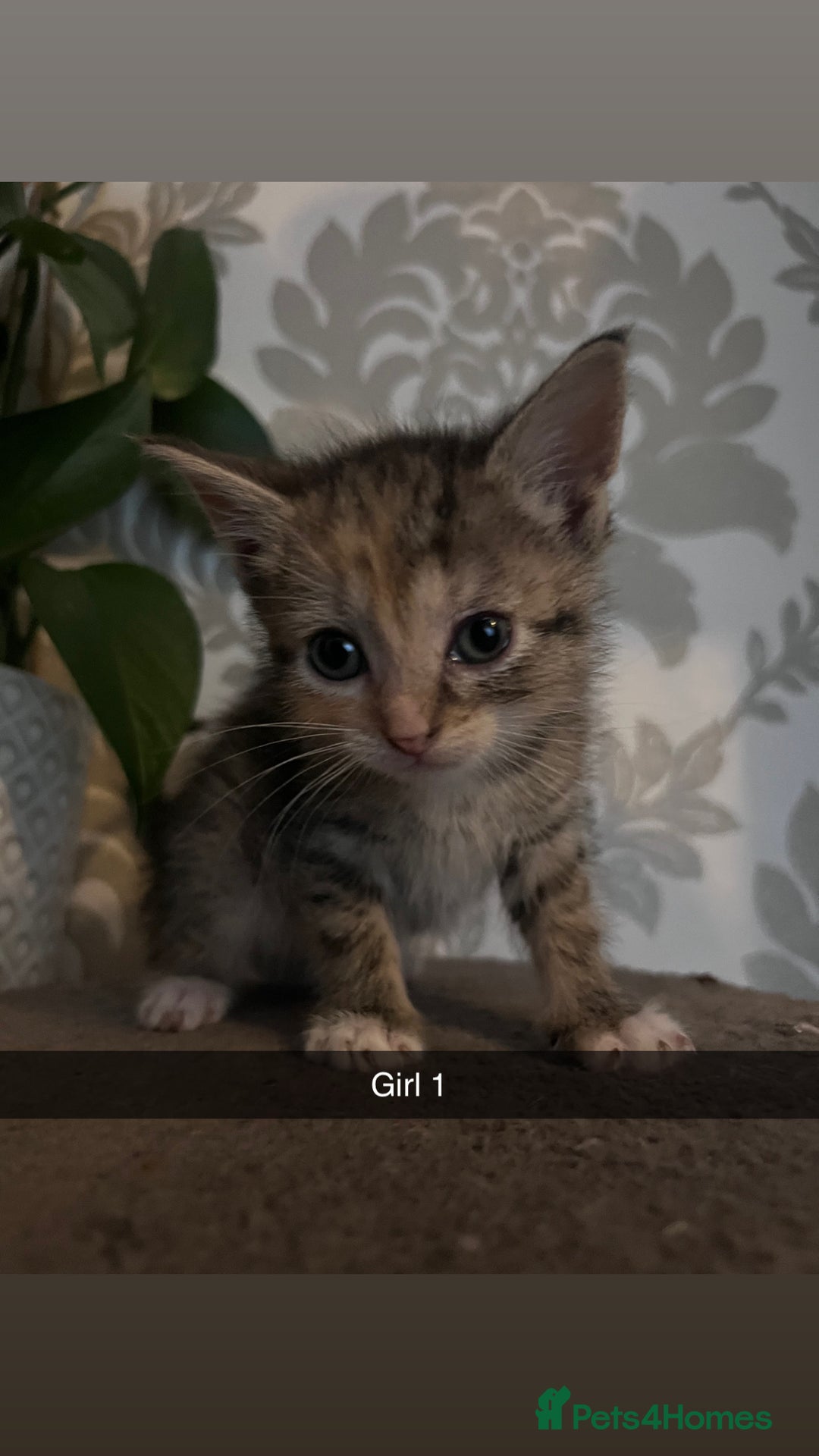 Mixed Breed cats for sale: 2 girls one boy  - Image 3