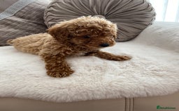 Cavapoo dogs for sale: Cavapoo pups  - Image 6