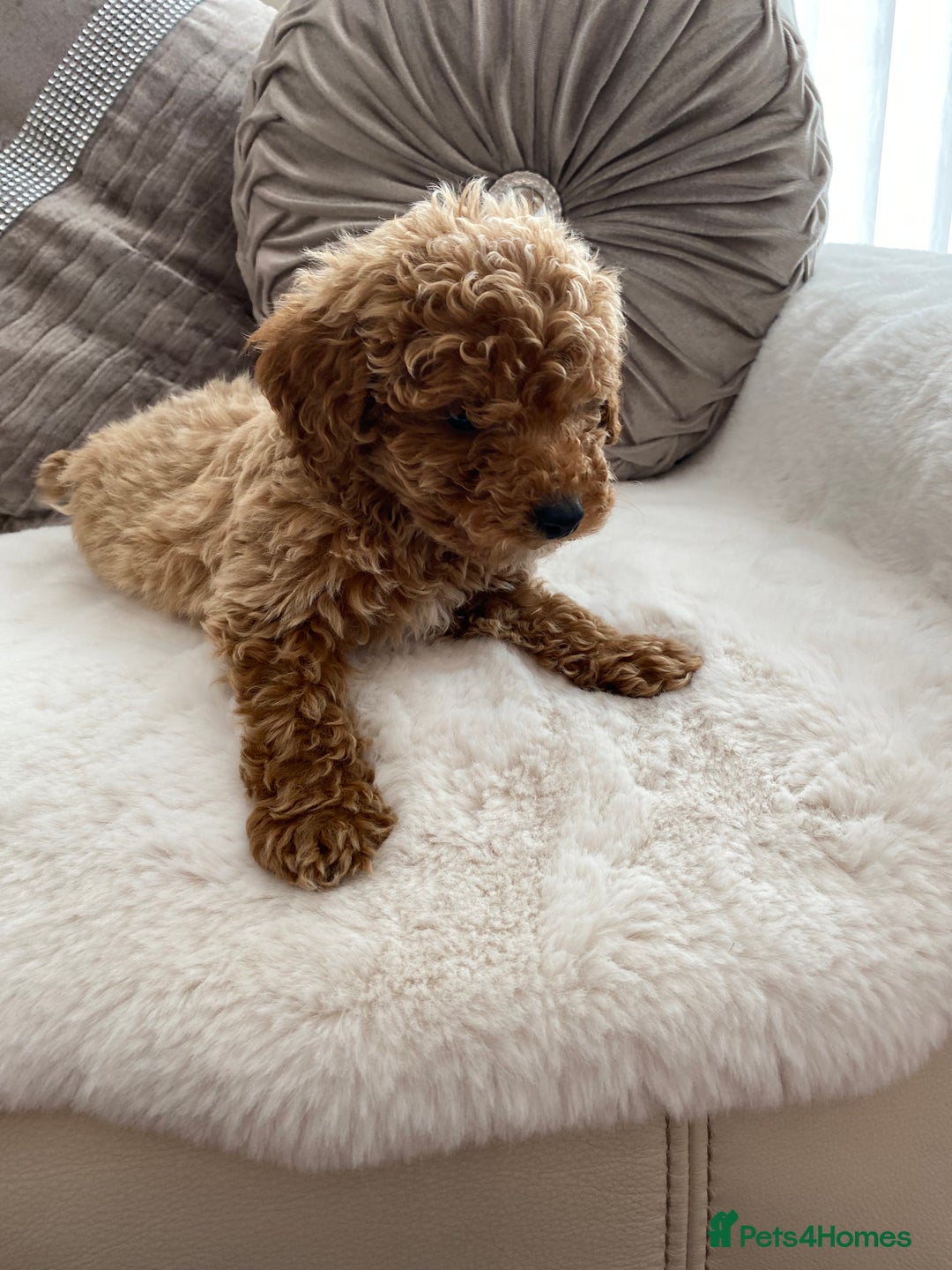 Cavapoo dogs for sale: Cavapoo pups  - Image 6