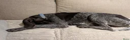 German Shorthaired Pointer dogs for adoption: Otis is desperate for his forever home  in Leominster - Advert 5