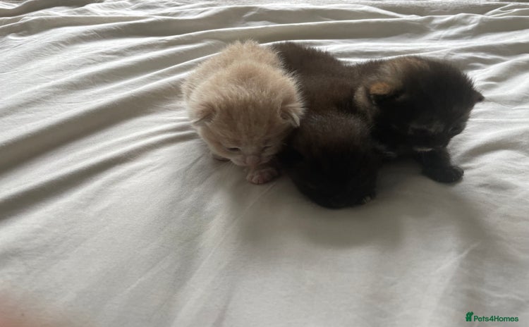 Domestic Shorthair cats - Advert 9