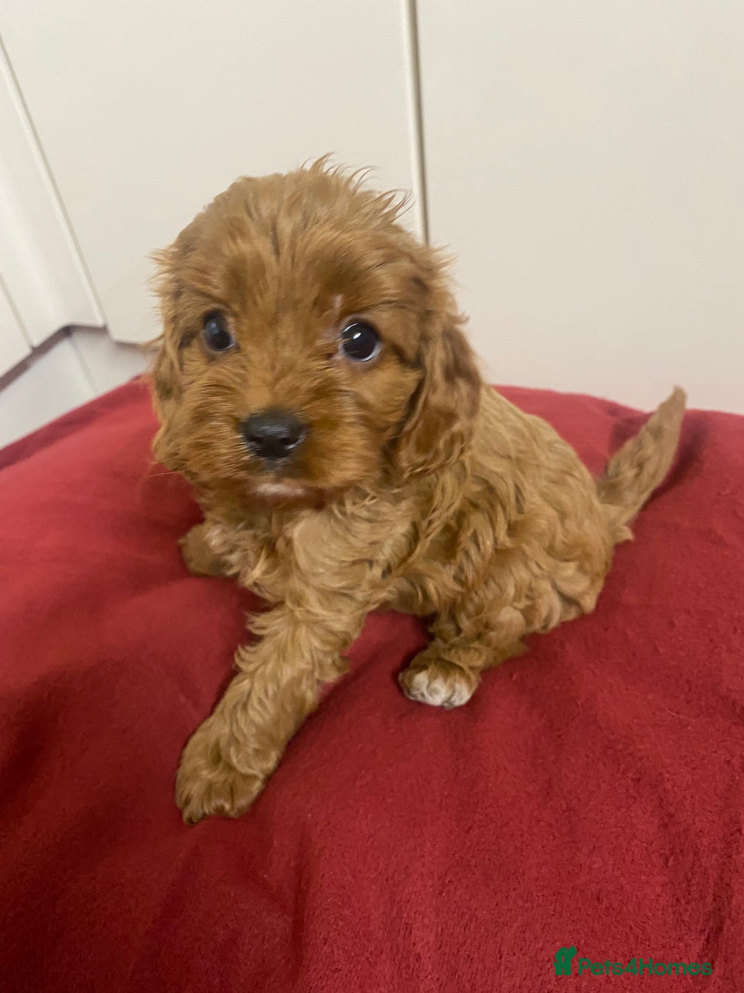 Cavapoo dogs for sale: Cavapoo for sale - Advert 4