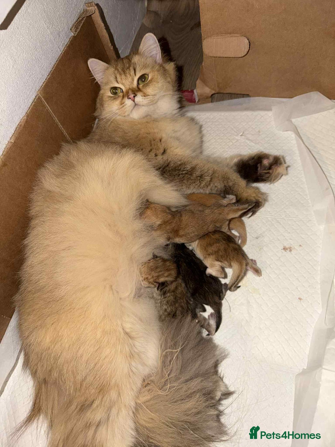 British Longhair cats for sale: ⭐️STUNNING GOLDEN BRITISH LONGHAIR TICA KITTENS⭐️ - Advert 22