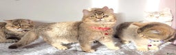 British Shorthair cats for sale: Gorgeous British Shorthair Kittens - Advert 3