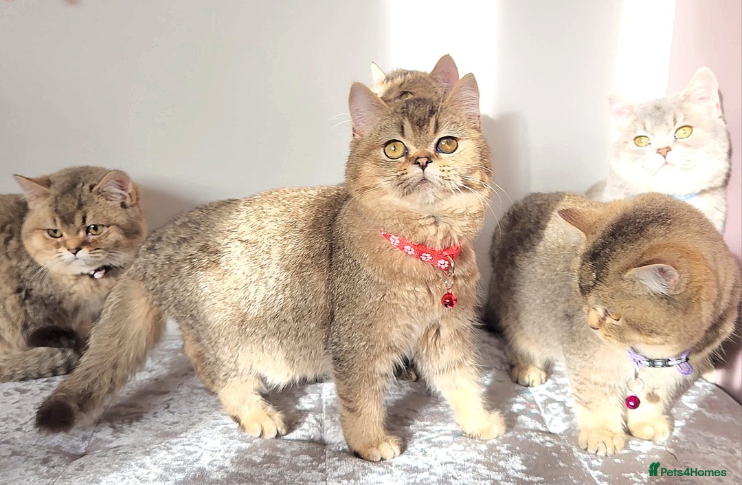 British Shorthair cats for sale: Gorgeous British Shorthair Kittens - Advert 3