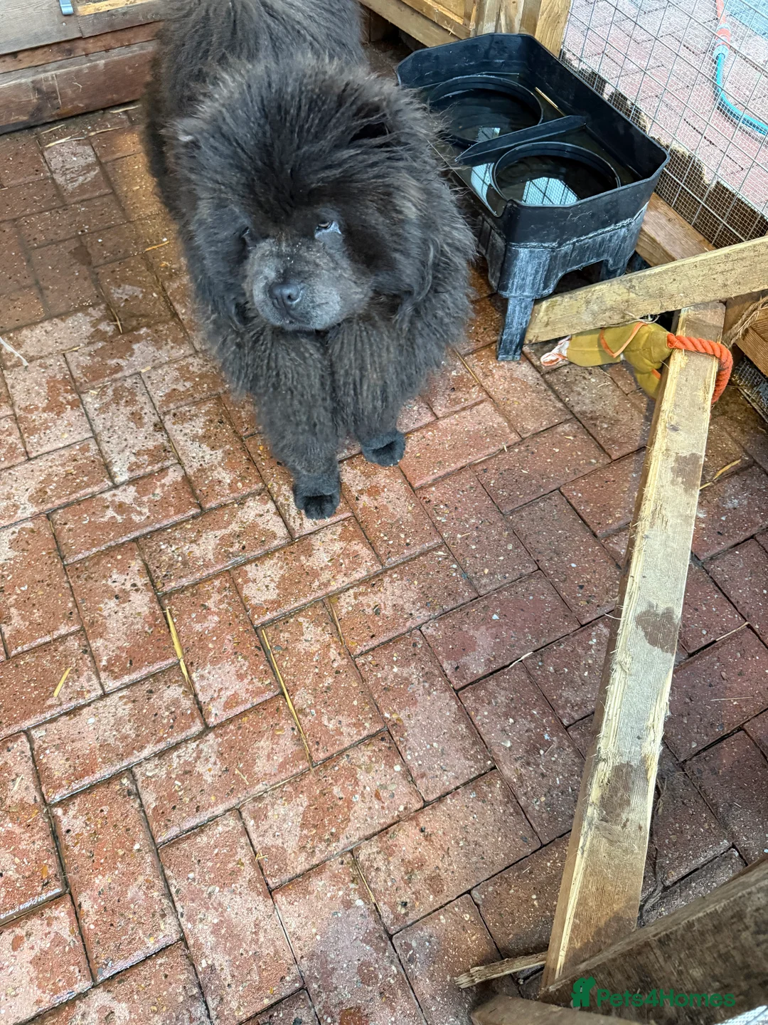 Chow Chow dogs for sale: Hassle free - Advert 3