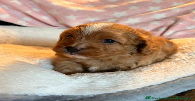 Cavapoo dogs - Advert 5