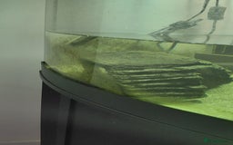 Turtle reptiles for sale: Female musk turtle and full setup - Image 5