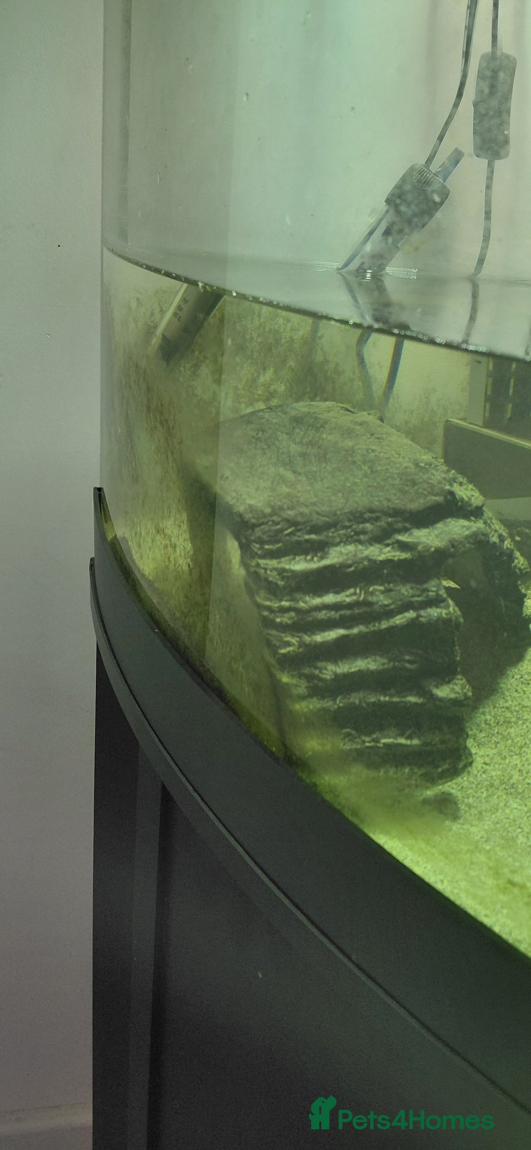 Turtle reptiles for sale: Female musk turtle and full setup - Image 5
