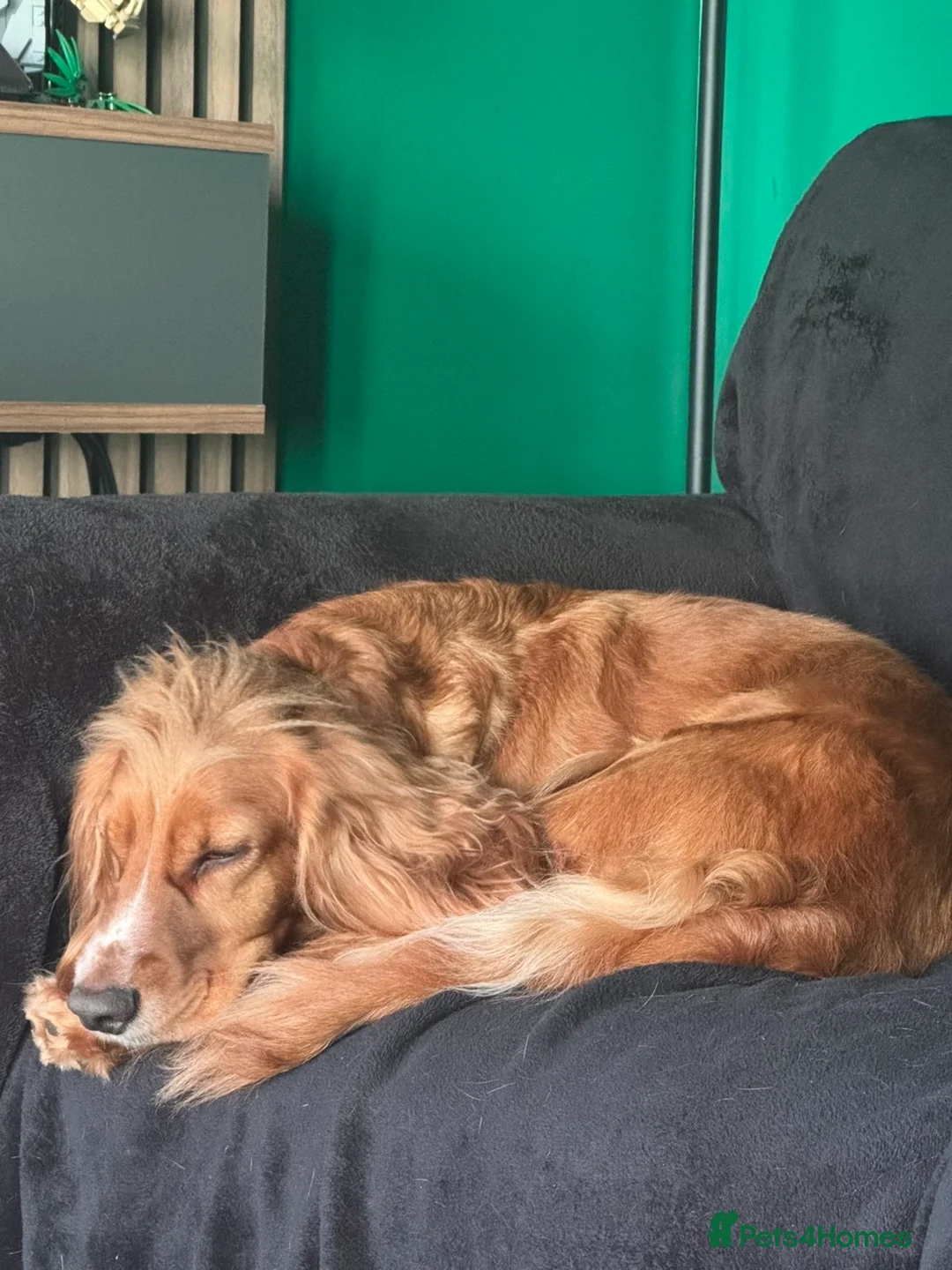Cocker Spaniel dogs for sale: 2 year old Cocker spaniel for sale in Wakefield - Advert 5