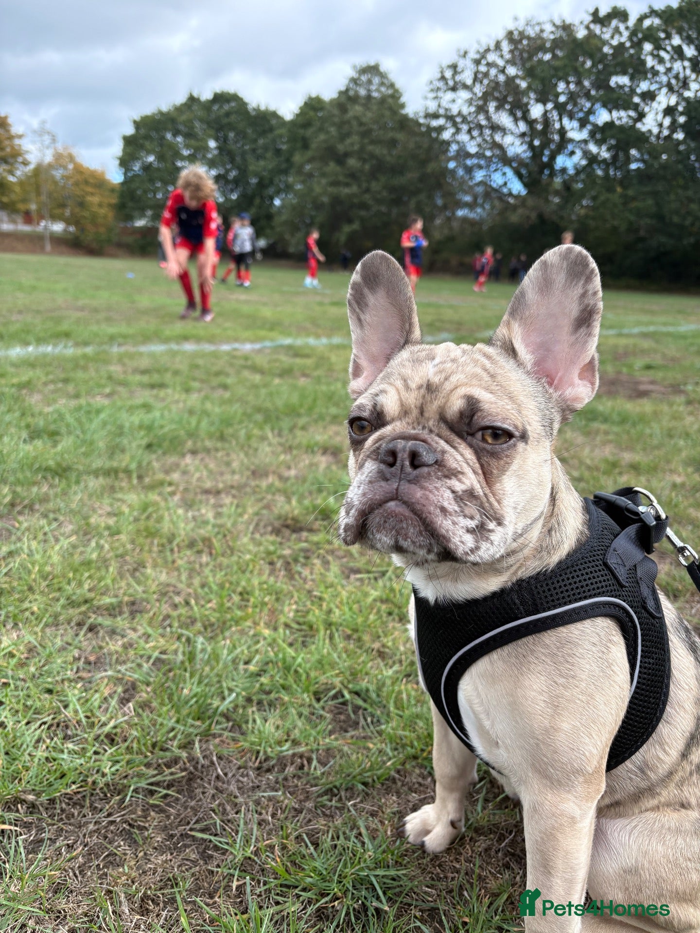 French Bulldog dogs Male - 6 month old French Bulldog  - Advert 1