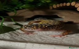 Leopard Gecko reptiles for sale: Leopard Gecko for sale with full set up. - Advert 5