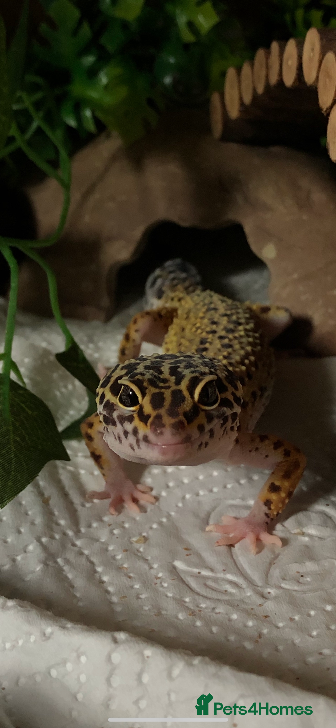 Leopard Gecko reptiles for sale: Leopard Gecko for sale with full set up. - Advert 5