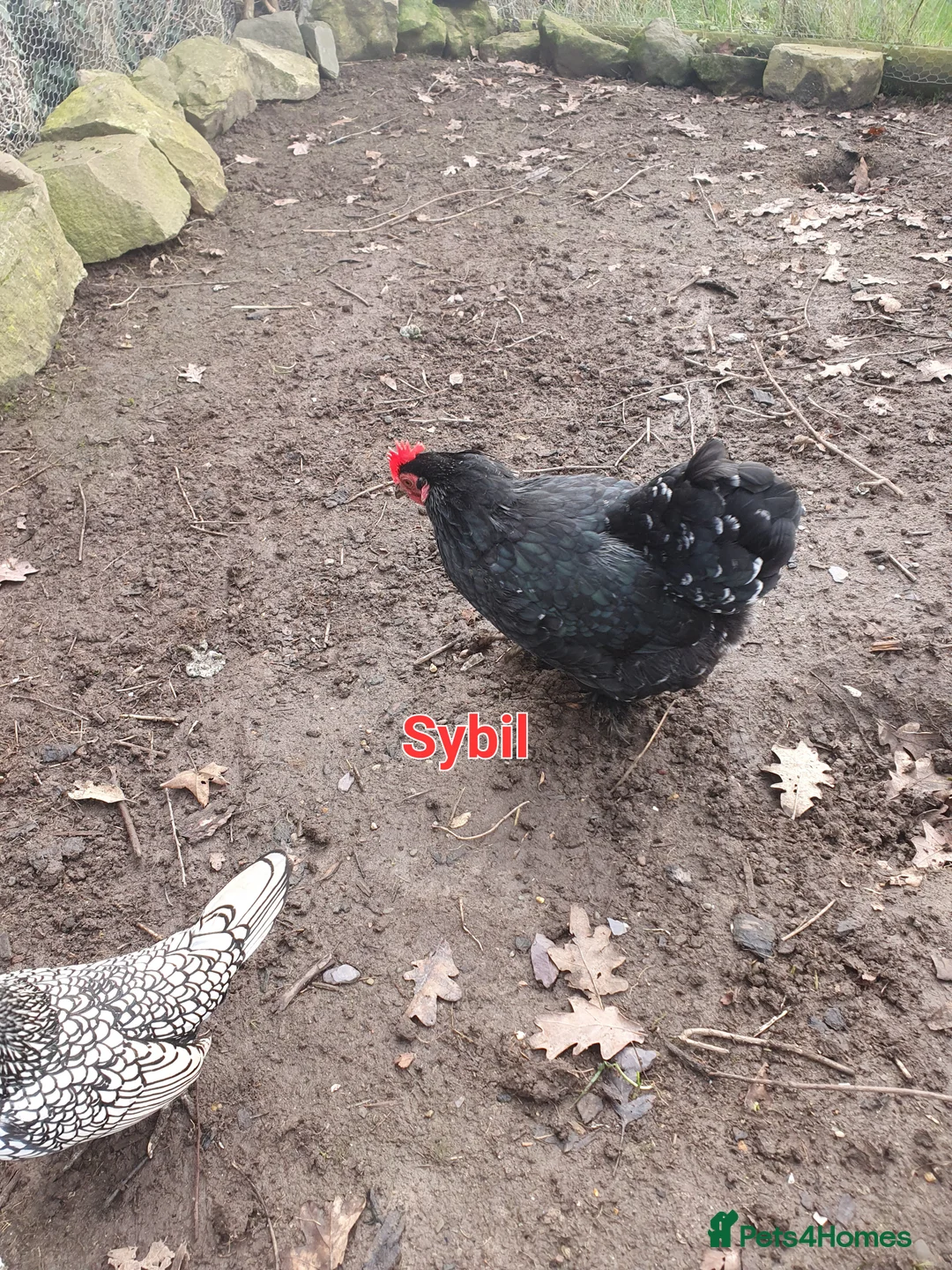Chickens poultry for sale: Bantams & sebrights - Advert 5