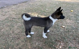 Japanese Akita Inu dogs for sale: Japanese Akita 12 weeks old £1250 - Image 1