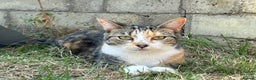 Mixed Breed cats for sale: 2 year old spayed female  - Advert 4