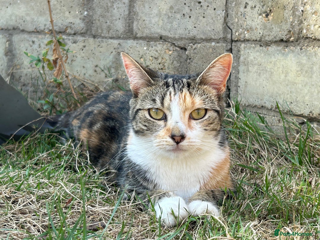 Mixed Breed cats for sale: 2 year old spayed female  - Advert 4