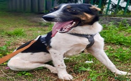 Foxhound dogs for adoption: Josie – Saved in the Final Hour - Image 1