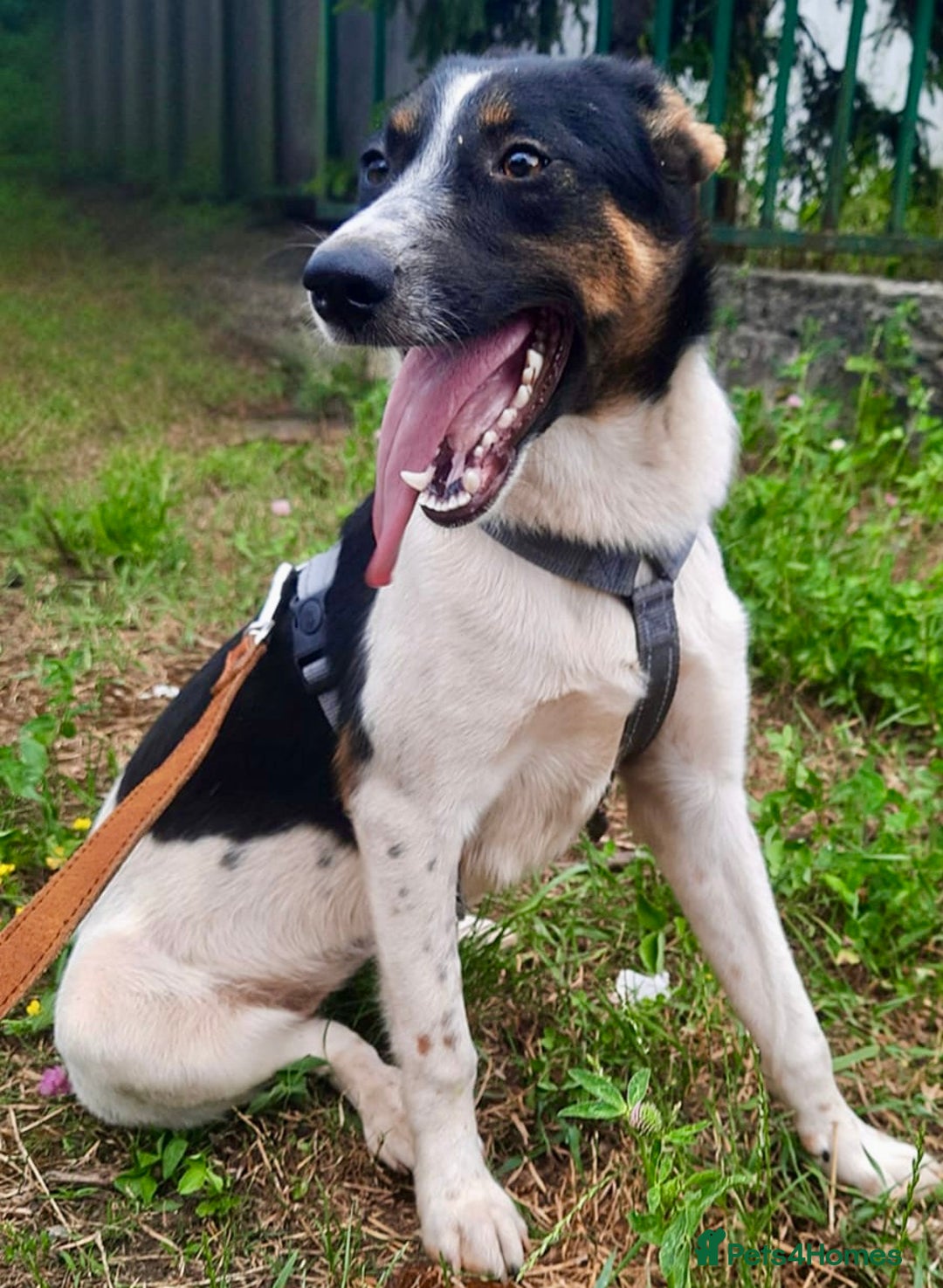 Foxhound dogs for adoption: Josie – Saved in the Final Hour - Image 1