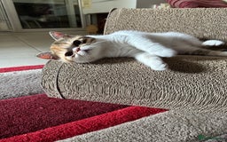 Exotic cats for sale: Paloma is an exotic with a longer nose - Image 11