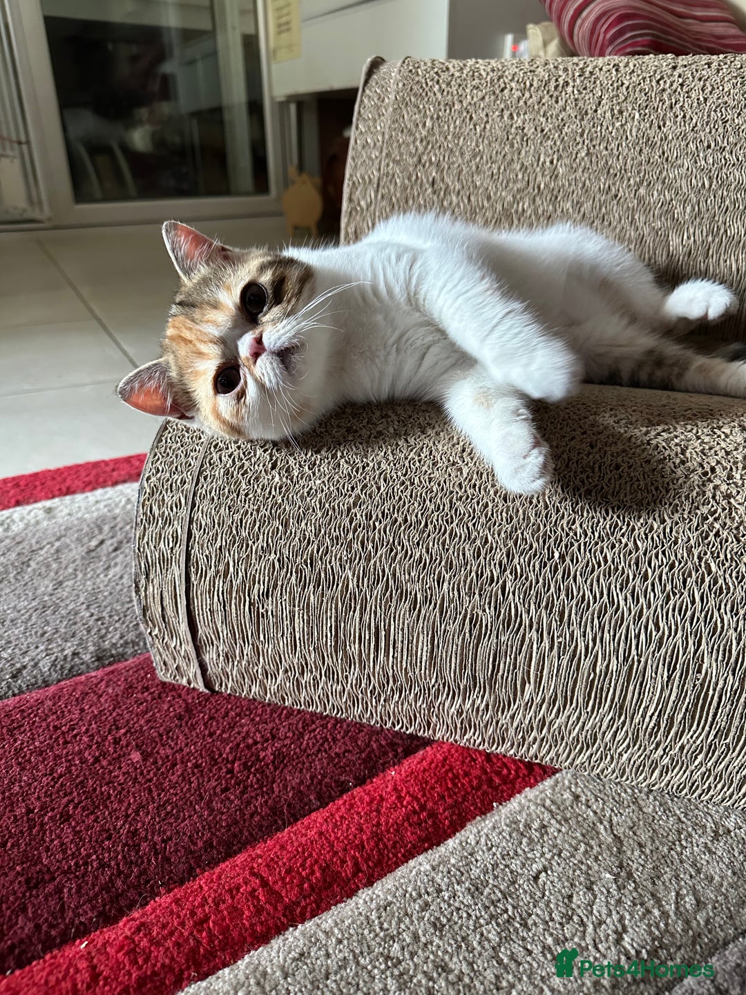 Exotic cats for sale: Paloma is an exotic with a longer nose - Image 11