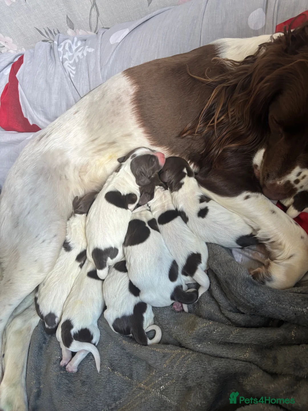 English Springer Spaniel dogs for sale: Beautiful litter of English Springer Spaniels - Advert 16