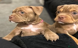 American Bully dogs for sale: Pocket bullies  ready to leave!! (Reduced) - Image 11