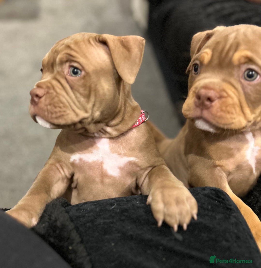 American Bully dogs for sale: Pocket bullies  ready to leave!! (Reduced) - Image 11
