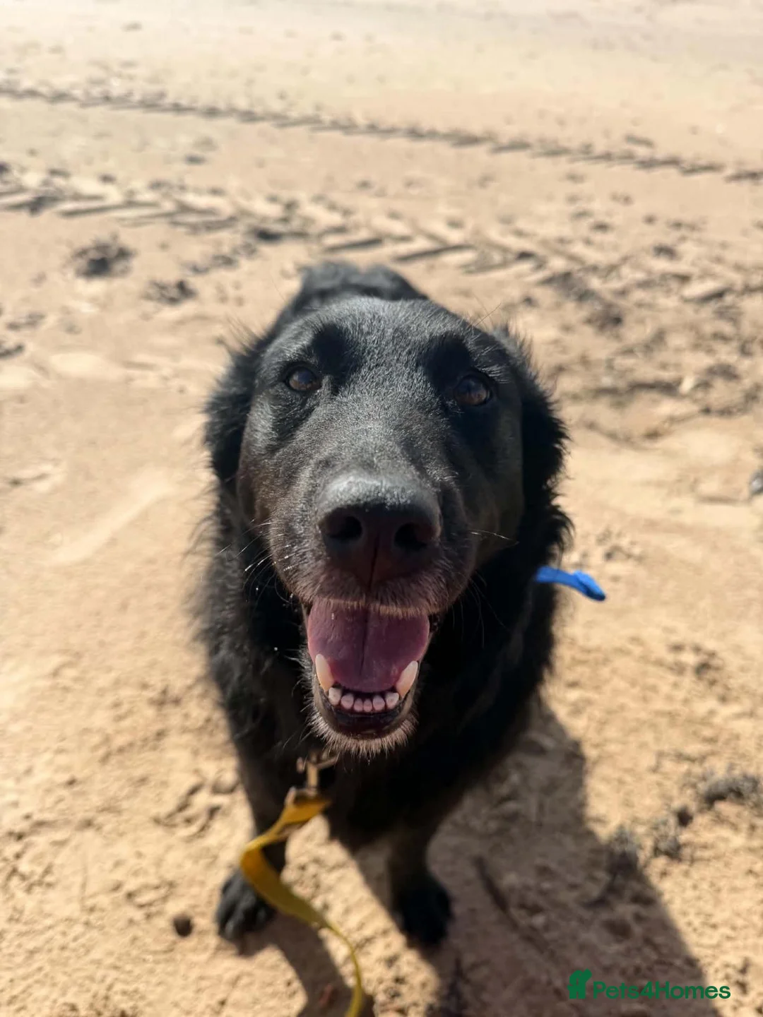 Mixed Breed dogs for adoption: Say hello to Kiwi 👋  in Edinburgh - Advert 10
