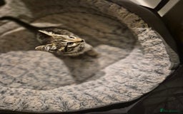 British Shorthair cats for sale: Kittens british shorthair bombay mix - Image 7