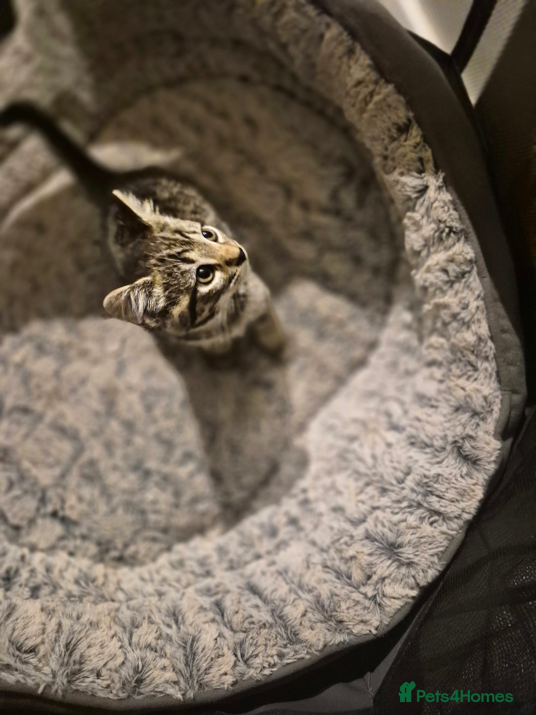 British Shorthair cats for sale: Kittens british shorthair bombay mix - Image 7