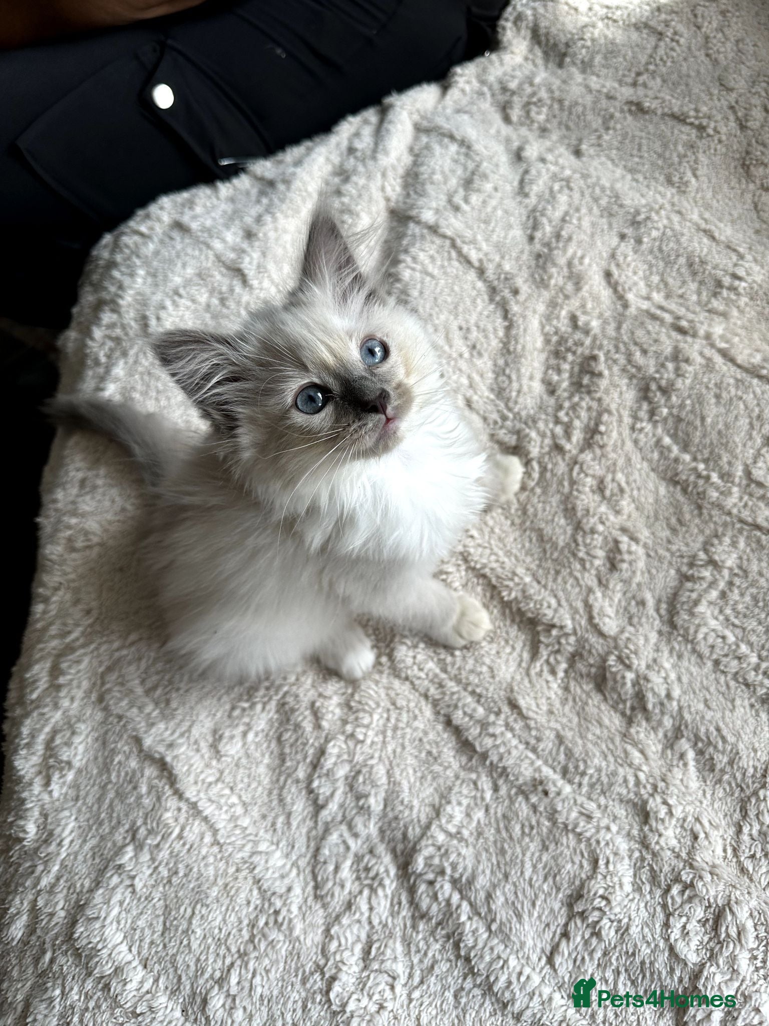 Ragdoll cats Beautiful Ragdoll Kittens  - Advert 1