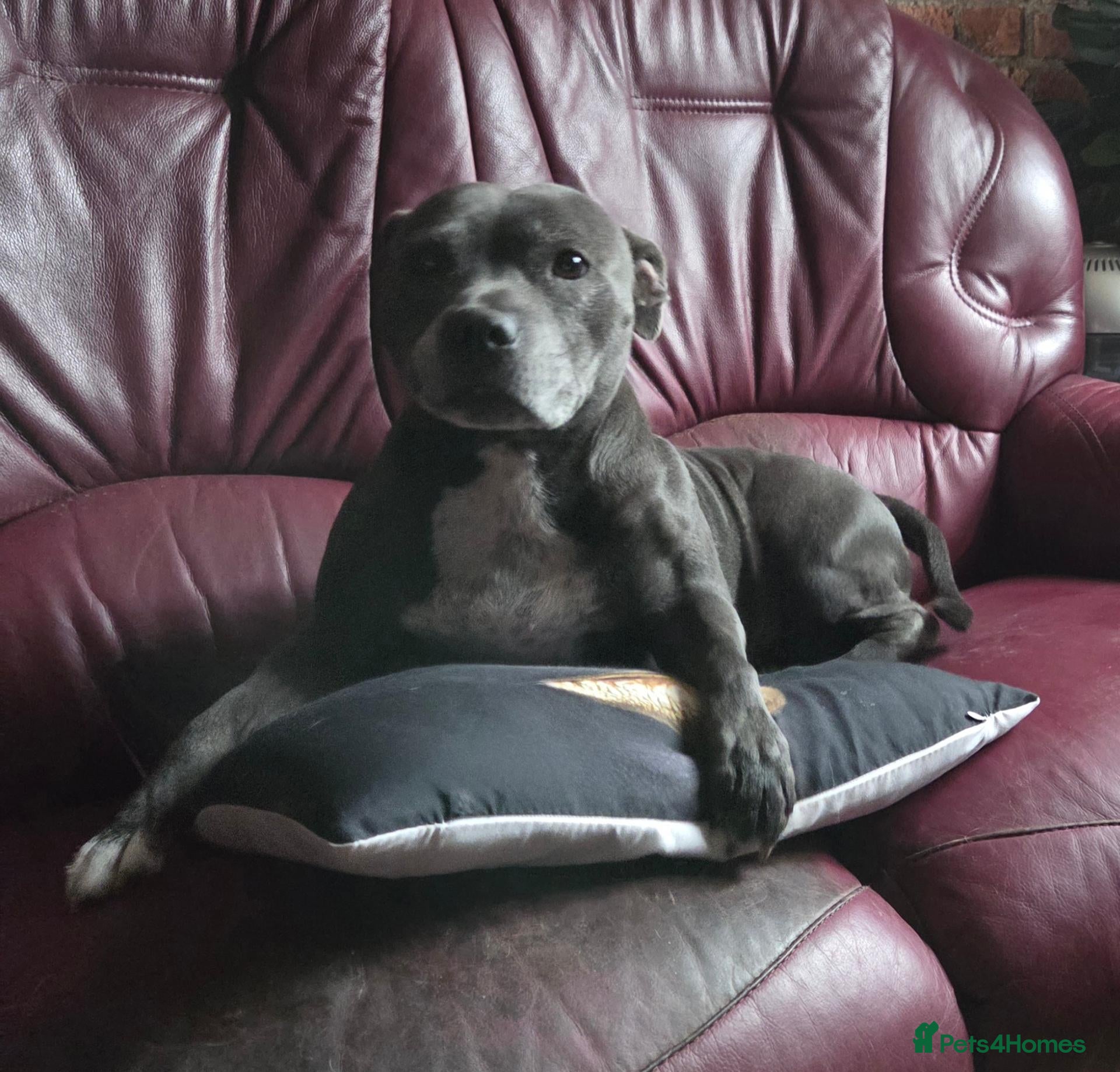 Staffordshire Bull Terrier dogs Kaya Staffordshire bull terrier kc register  - Advert 8