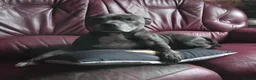 Staffordshire Bull Terrier dogs for sale: Kaya Staffordshire bull terrier kc register  - Advert 1