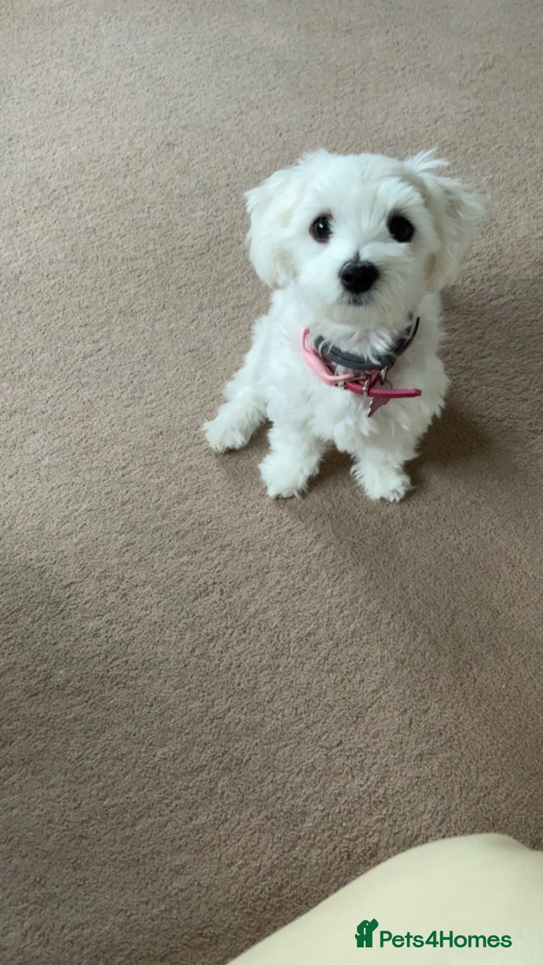 Maltese dogs for sale: Lily - 5 generation KC registered Maltese - Advert 10