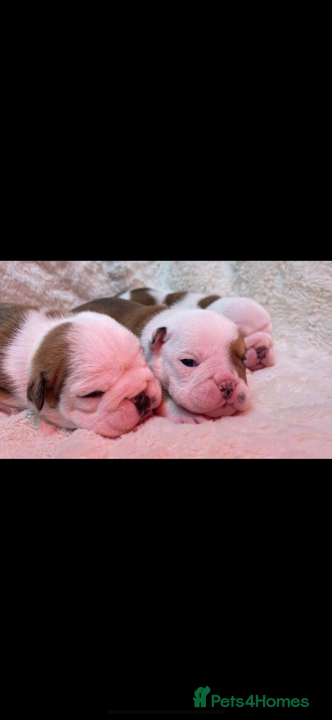 English Bulldog dogs for stud: Britishpride stud  in Manchester - Advert 14