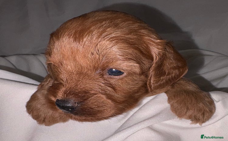 Cavapoo dogs - Advert 6