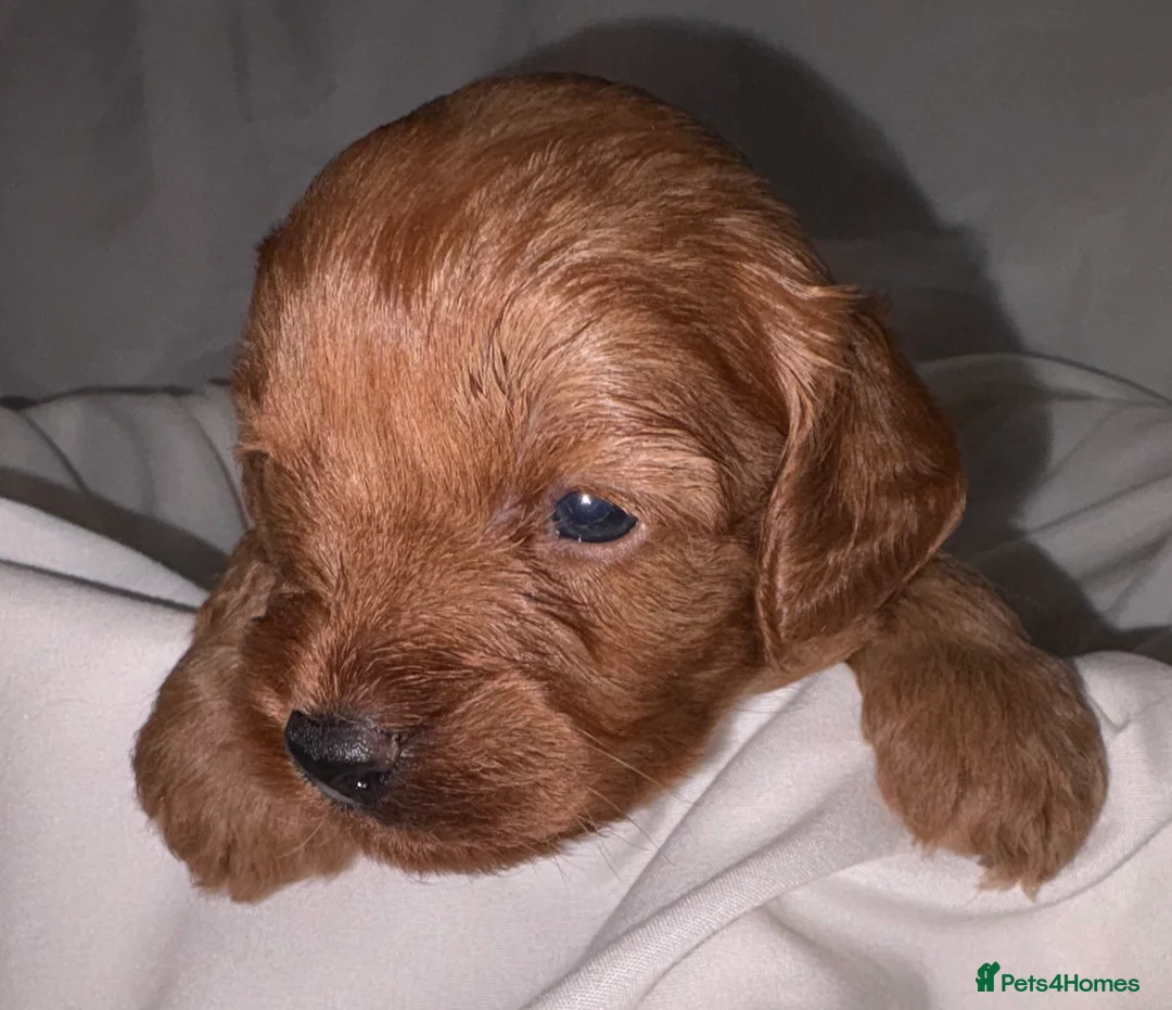 Cavapoo dogs for sale: Extensively DNA health tested and trained girl   - Advert 9