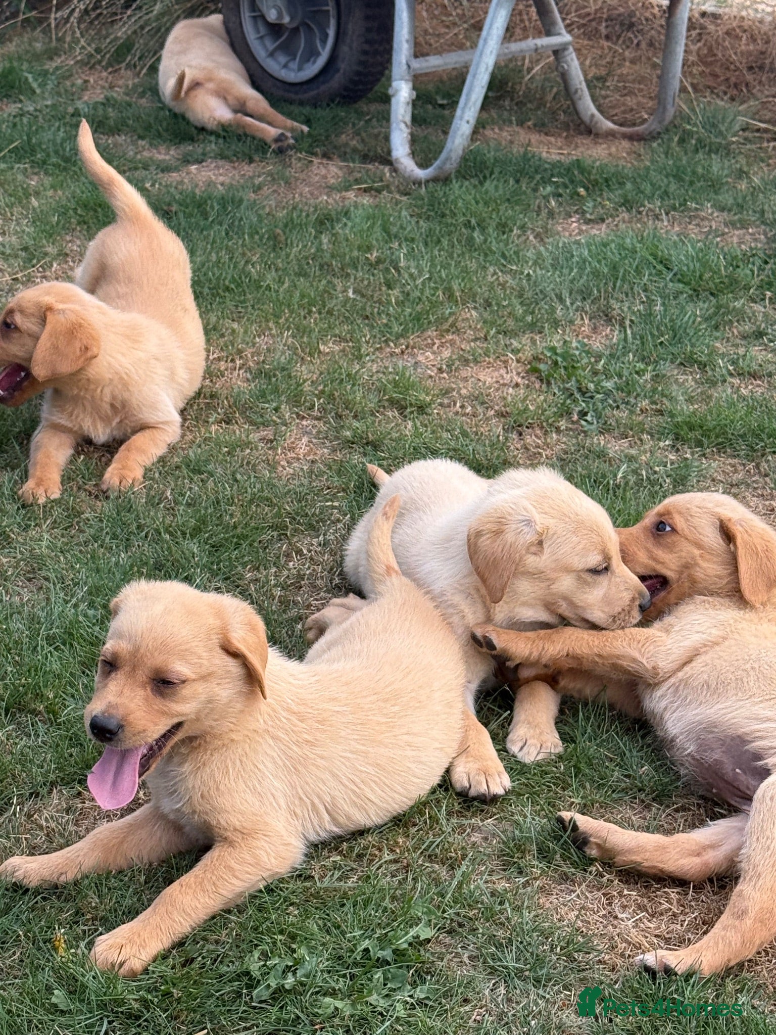 Labrador Retriever dogs 🖤🧡Fabulous Puppies Looking for a 5⭐️ home  - Advert 2