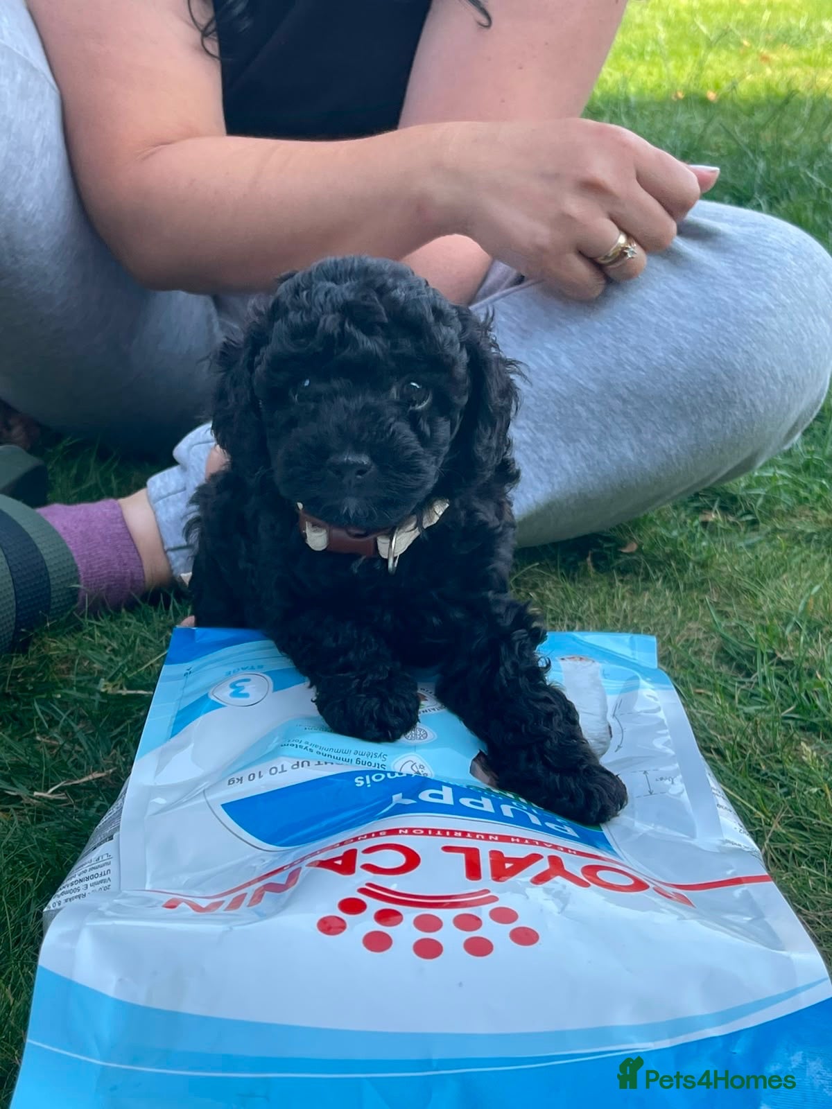 Toy Poodle dogs 🐶 Only 3 Puppies Left! 🐶 - Advert 23