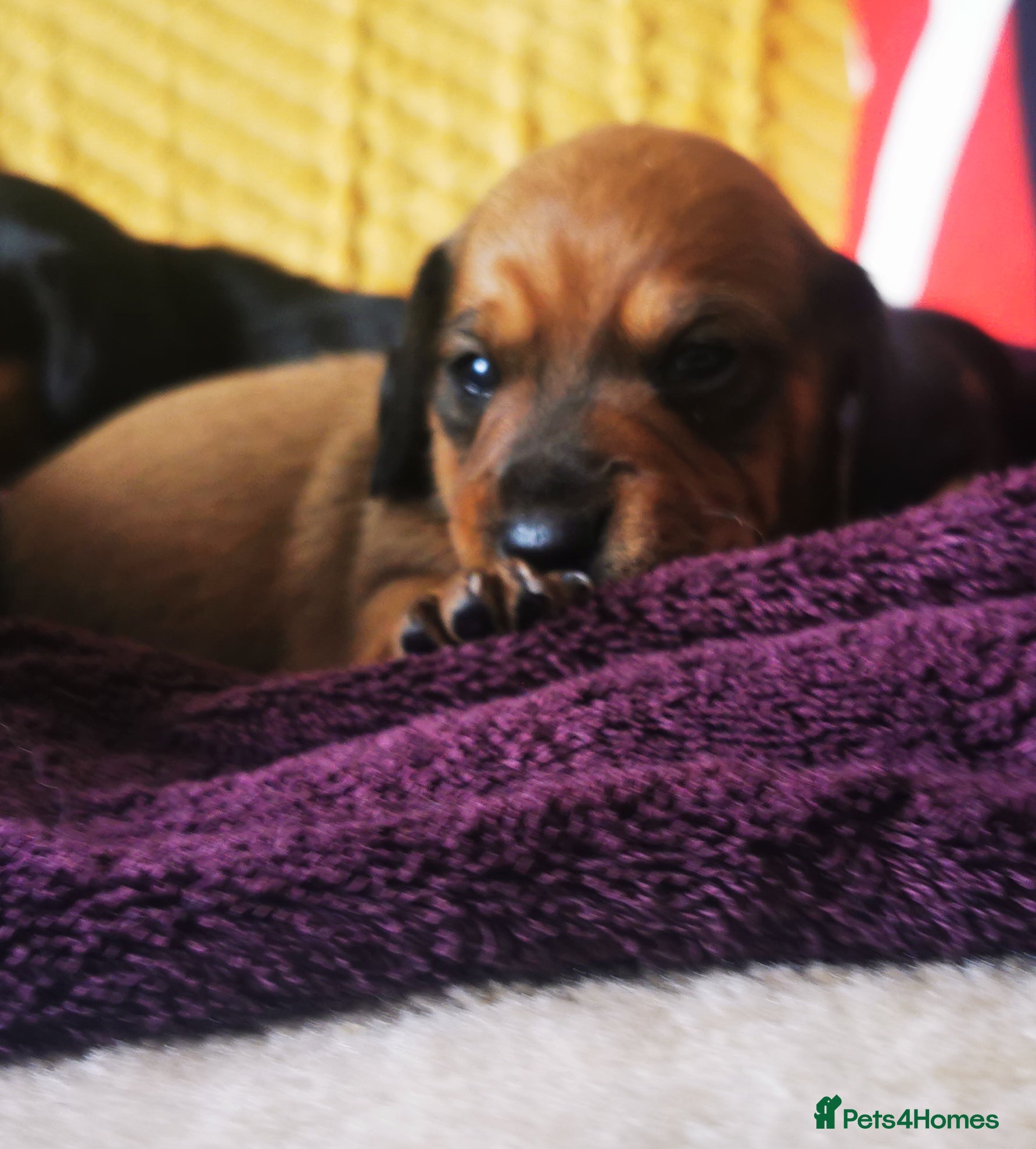 Miniature Dachshund dogs KC Stunning litter of girls 💗 - Advert 2