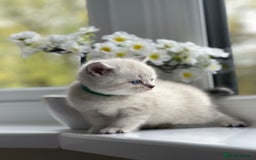British Shorthair cats for sale: British Shorthair colour point kittens white  - Image 10