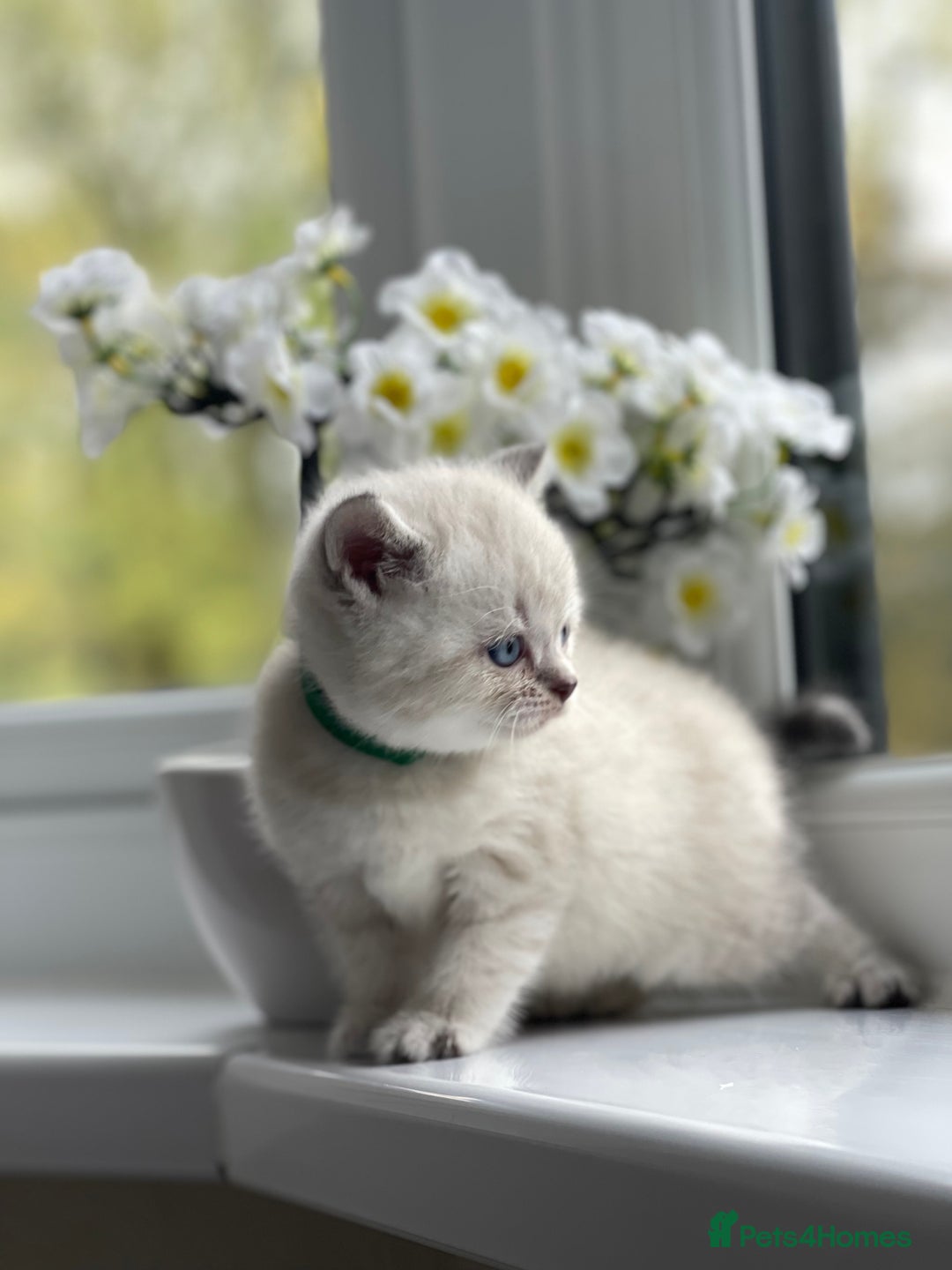 British Shorthair cats for sale: British Shorthair colour point kittens white  - Image 10
