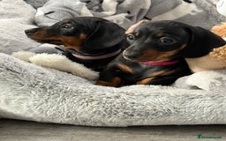 Miniature Dachshund dogs for sale: ✨ READY NOW  KC MINIATURE DACHSHUND PRA CLEAR   - Advert 10