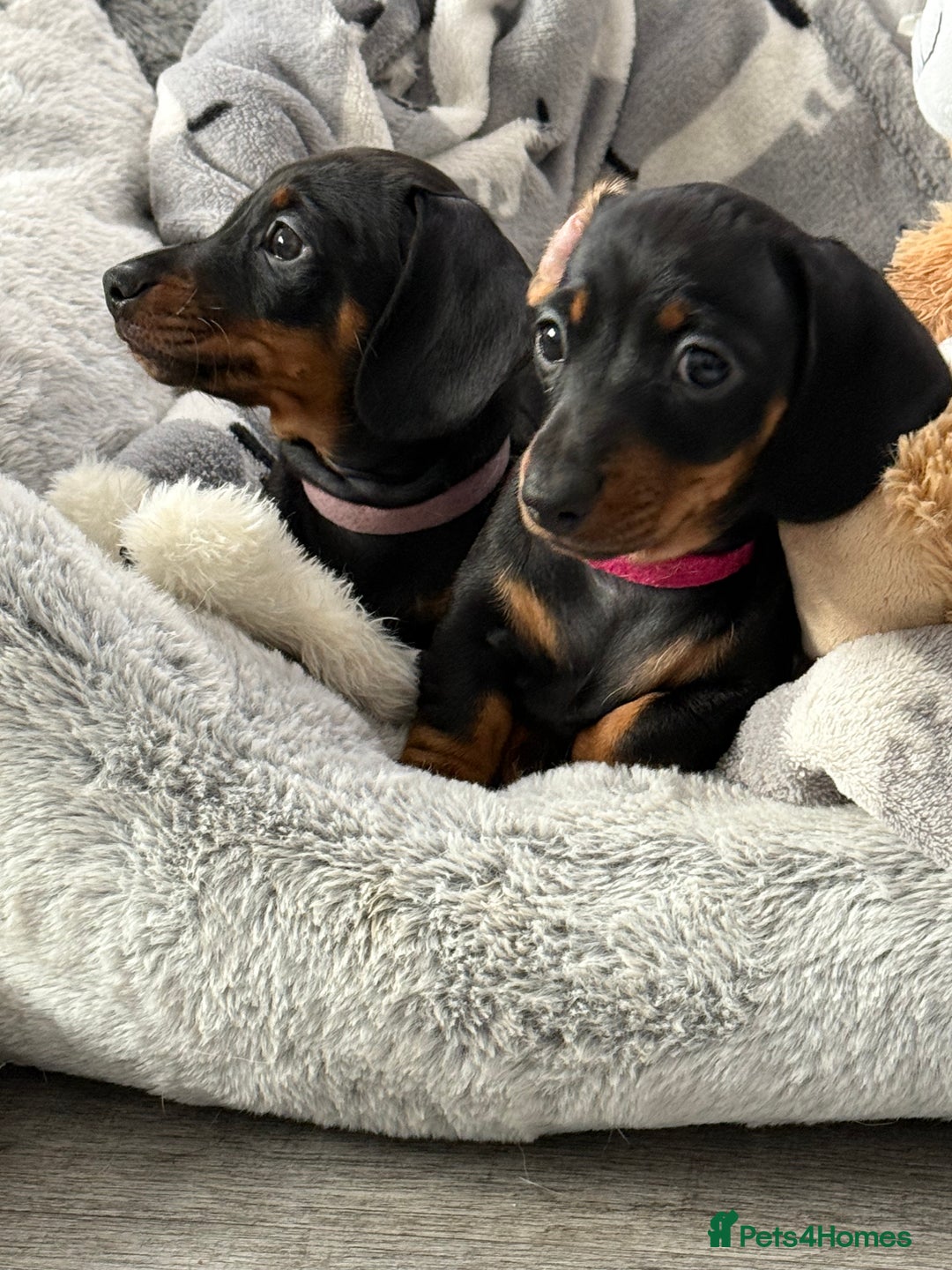 Miniature Dachshund dogs for sale: ✨ READY NOW  KC MINIATURE DACHSHUND PRA CLEAR   - Advert 10