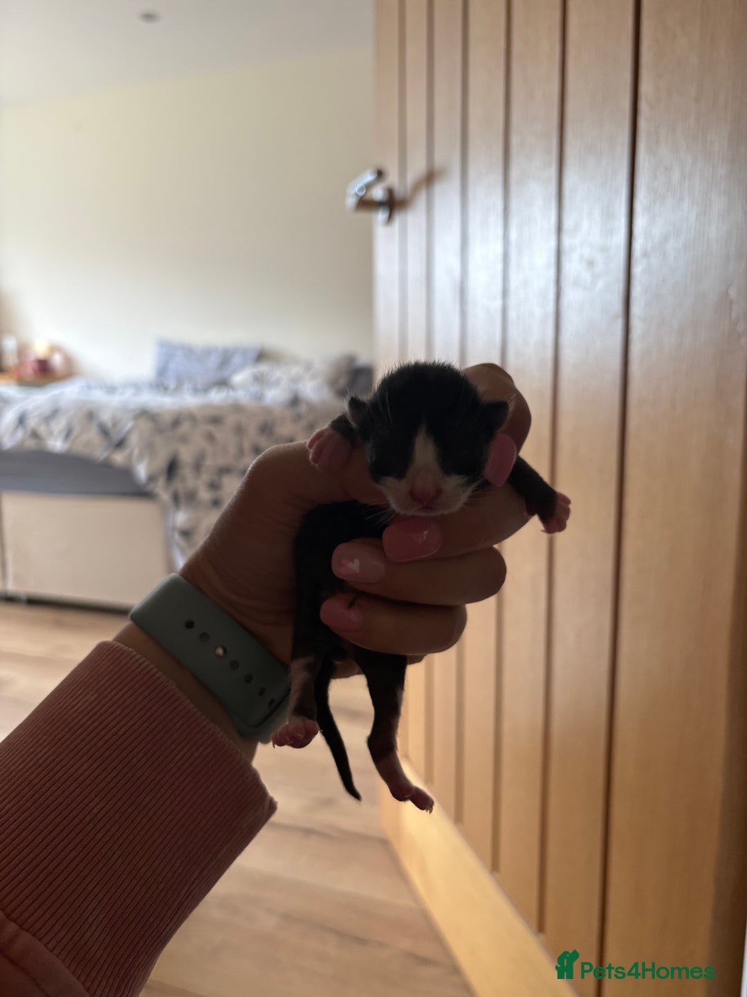 Mixed Breed cats for sale: Little boy cross breed  - Image 9