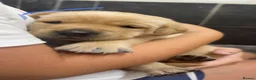 Labrador Retriever dogs for sale: Beautiful chunky Labrador pups  in Doncaster - Advert 18