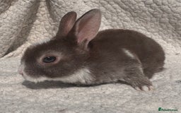 Rex rabbits for sale: chocolate vienna mini rex babies - Image 6