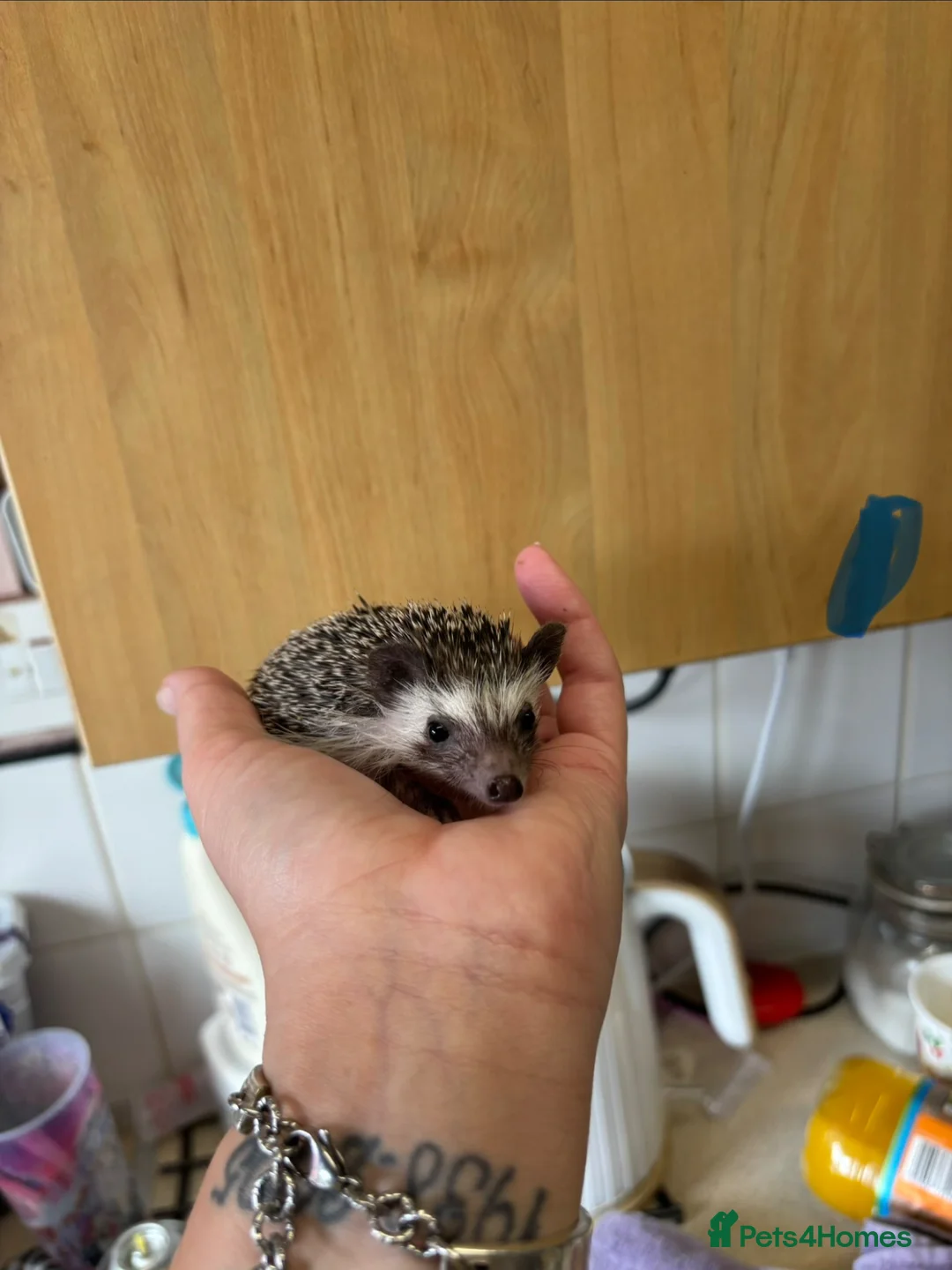Pygmy Hedgehog rodents for sale: African Pygmy hoglets  - Advert 10
